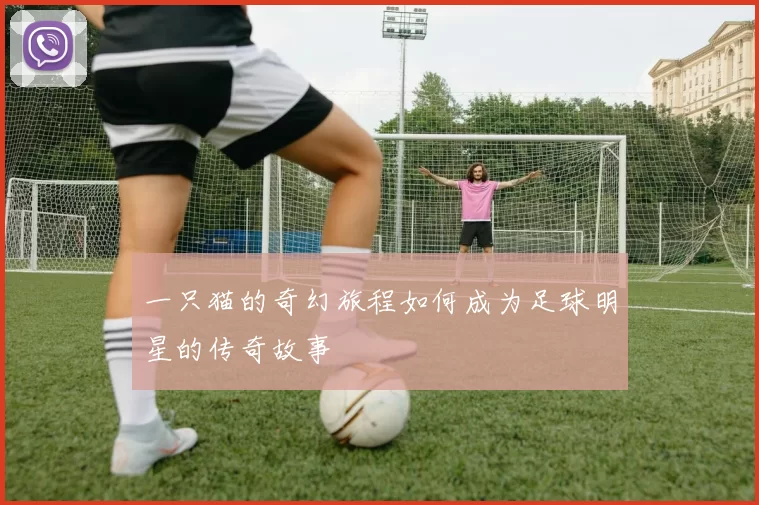 一只猫的奇幻旅程如何成为足球明星的传奇故事